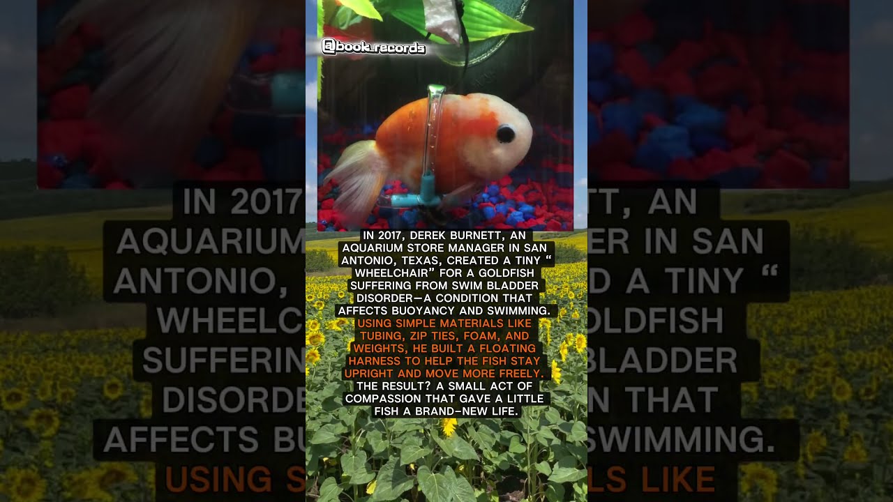 A Goldfish In Wheelchair Book Records Interestingfacts