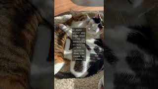 The Feline Conundrum Why Cats Cant Climb Down Trees HeadFirstAs any cat lover knows our...
