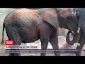 У Польщі слонів у зоопарку рятують від депресії, додаючи у їжу олію канабісу