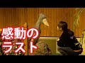 おやすみ、ふたば【12月のふたば25】Shoebill FUTABA