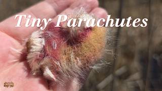 When a Cattail Explodes | One Minute Field Note