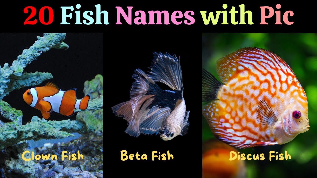 Fun & Easy Fish Names for Kids An Interactive Video Adventure 20