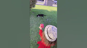 القطط بخافو من لابوبو لايك اكسبلور Funny Shots 