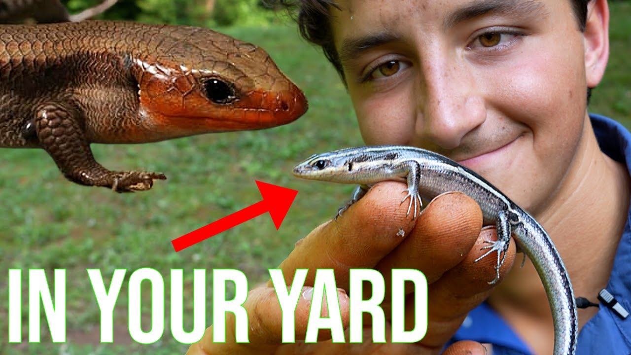 These Lizards Are Living In YOUR Backyard!