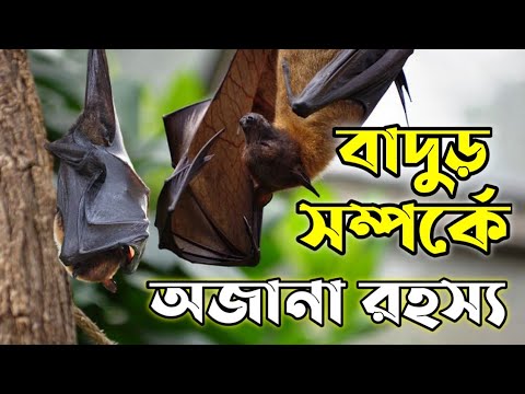 ভিডিও: বাদুড় নাগেল হওয়ার মতো কী?