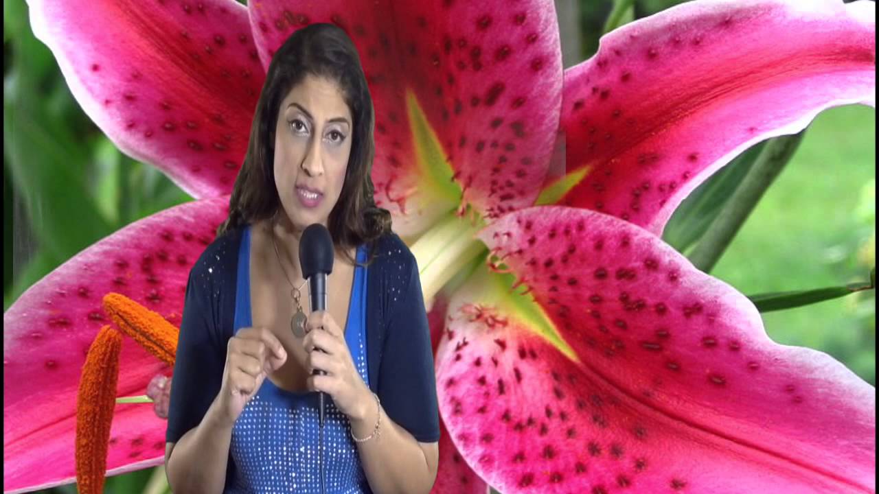 North Node in Cancer or 4th House Astrology Series by Nadiya Shah