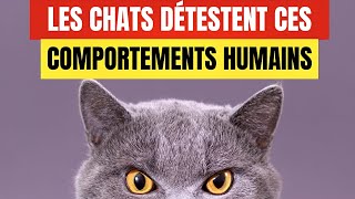 18 comportements humains que les chats détestent et qu'ils aimeraient que vous ne fassiez pas