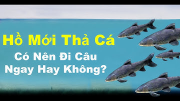 Câu Cá Trắm Đen - Hồ câu mới thả cá, bao lâu thì nên đi câu ?? | Huân DQ