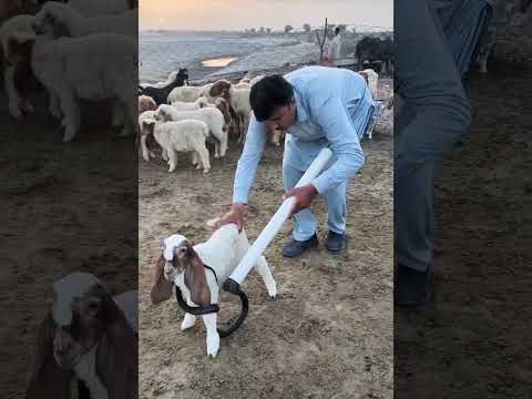 Rescue The Goat From Poisonous Snakes Savelifes Rescueanimals