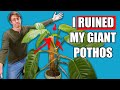 Giant pothos 25 year update