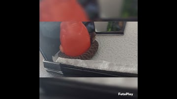 Stimsons Python yawn