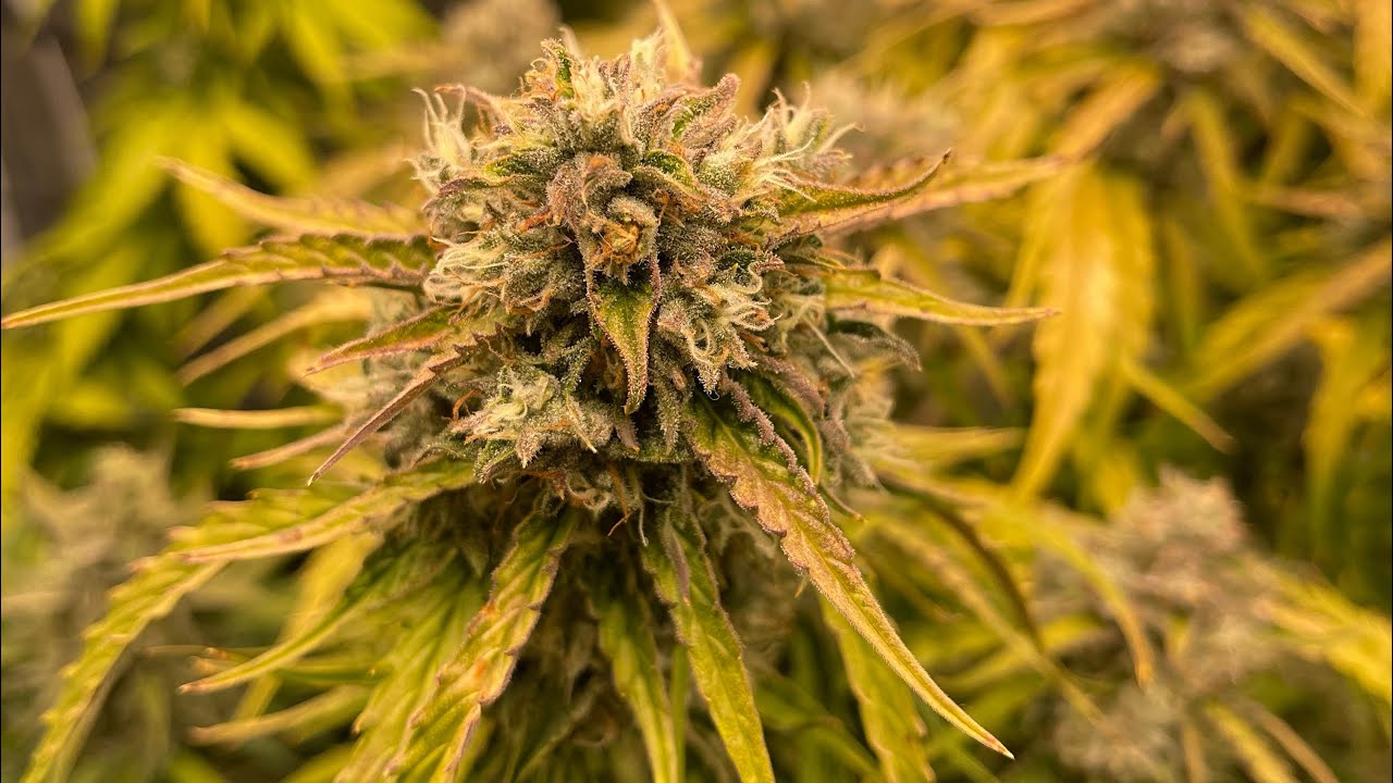 AMNESIA HAZE COMING DOWN END OF THIS WEEK!