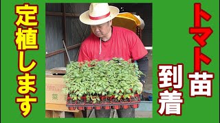 トマト栽培　苗の到着から定植まで　ソバージュ栽培ミニトマトの苗が到着丹波の農業ユーチューバーが定植前準備とトマト栽培の植え方を紹介