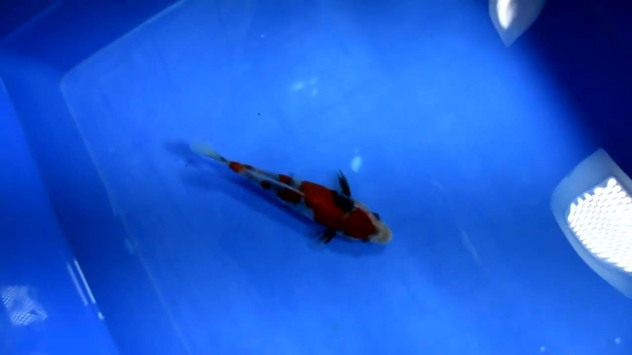 ライブ鯉初売り出し2026】260112-062の出品鯉のご紹介！！ - YouTube