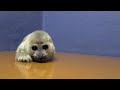 《鳥羽水族館》【2月22日生まれ 】バイカルアザラシの赤ちゃん動画第二弾！