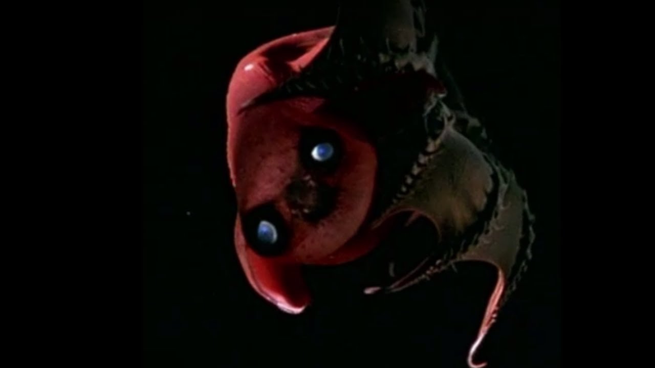 TOP FIVE Most Bizarre Marine Life Species Oceana YouTube top-five-most-bizarre-marine-life-species-oceana-youtube