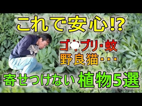 [ガーデニング] 虫よけ・猫よけ植物5選「ハーブコーディネーターがオススメするオーガニックな虫よけ・猫よけ」