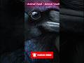 It Remembers Your Face. And It Tells the Other Crows. #animalfacts #crow #birds #wildlife
