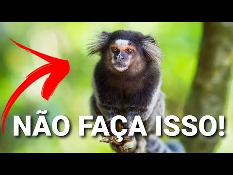 Você não deve alimentar os saguis - Fauna News