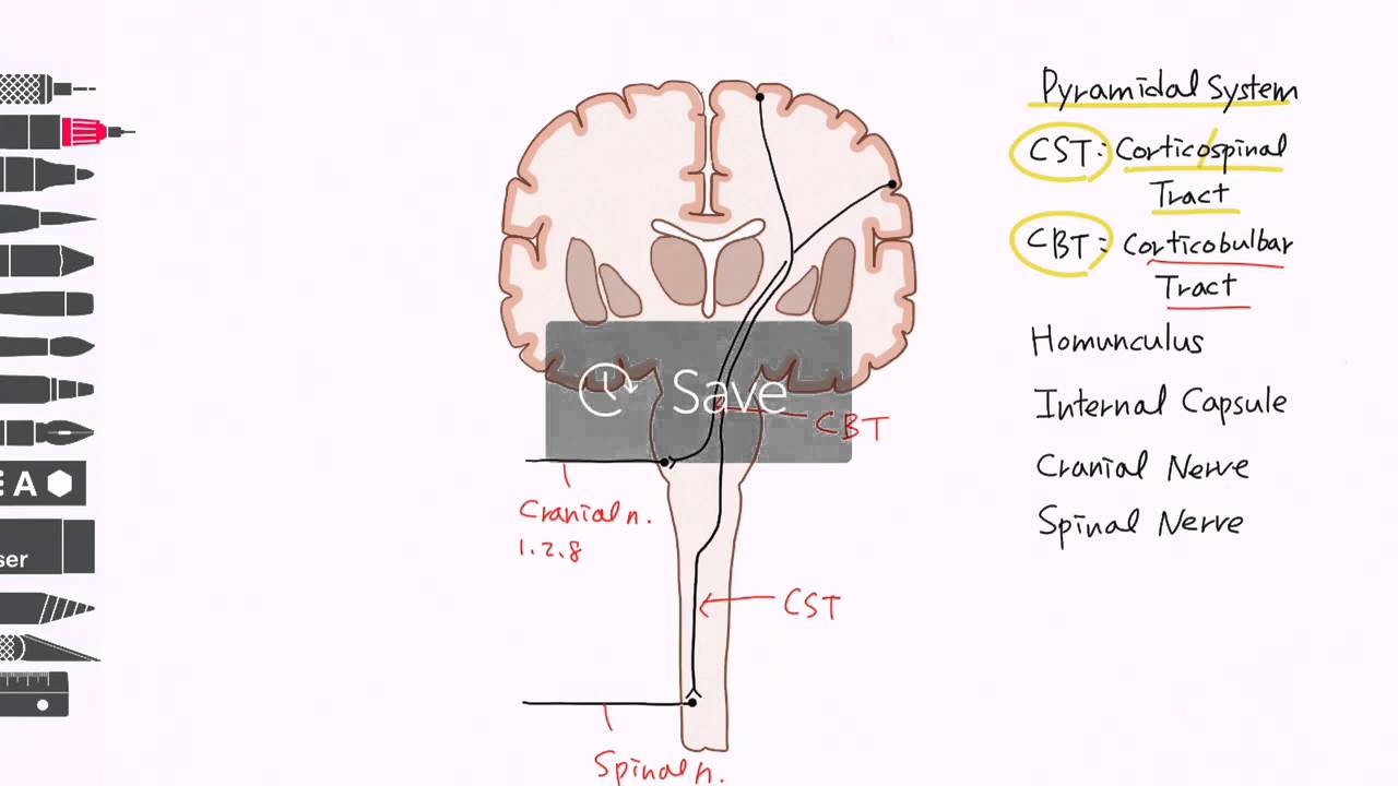 Pyramidal System Project Model Brain Pyramidal system 피라밋로 - YouTube