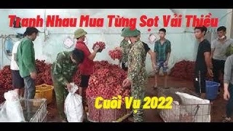 Tranh Nhao Mua Từng Sọt Vải Thiều Lục Ngạn Cuối Vụ I Núi Đồi Lục Ngạn