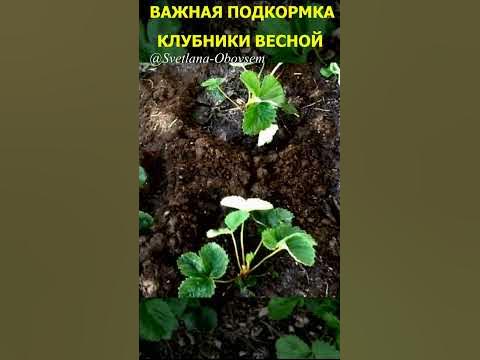 ПЕРВАЯ ПОДКОРМКА КЛУБНИКИ#shorts - YouTube