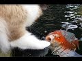 Cute interaction between cat and koi fish