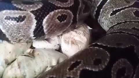 Baby ball pythons hatching. Maternal Incubation
