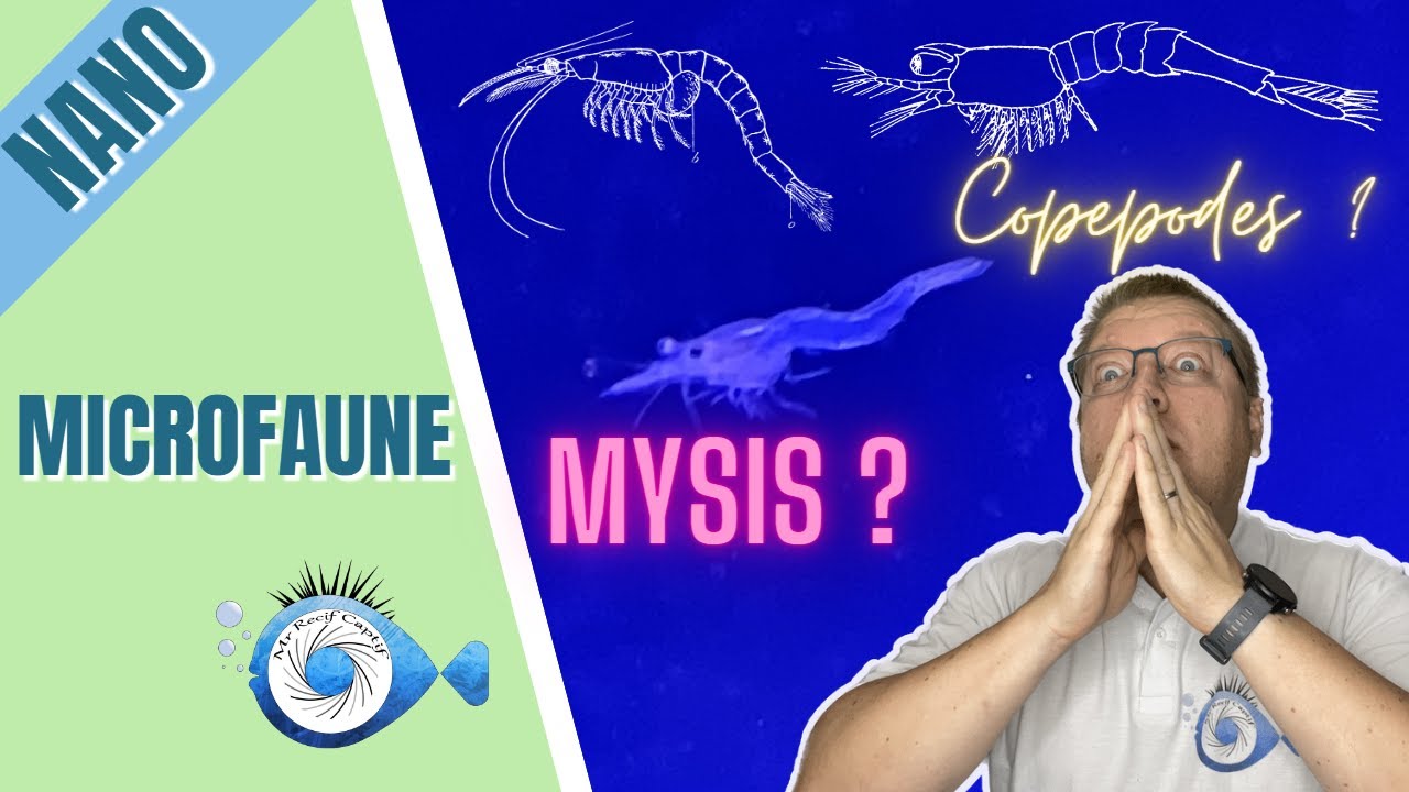 on ajoute de la microfaune