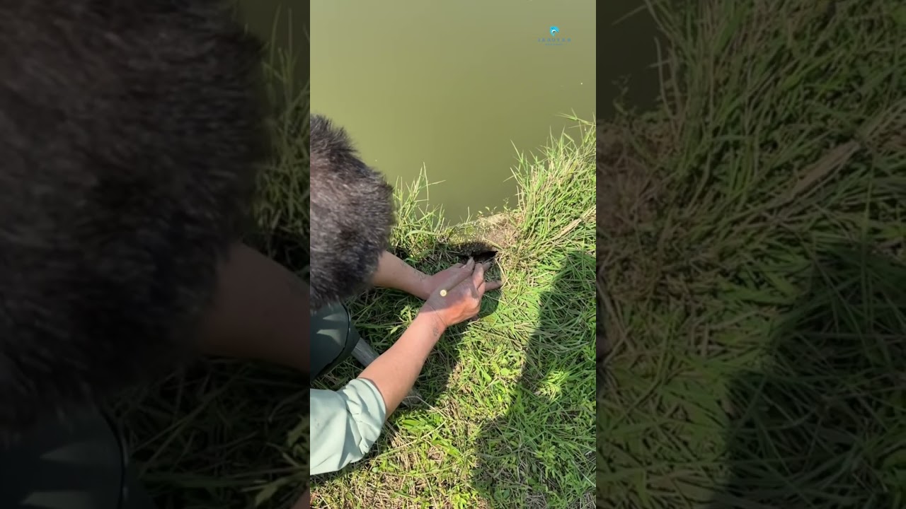 Unique Eel fish catching technique 🎣✅ 