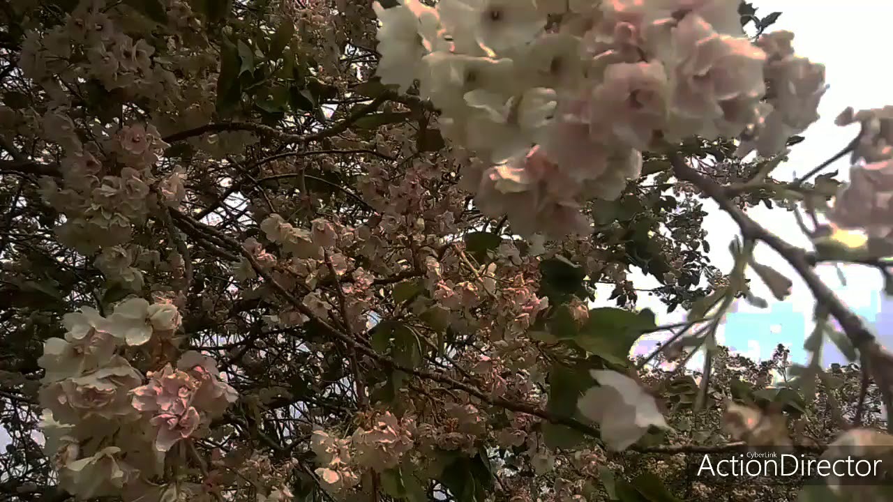 CHERRY BLOSSOMS WITH RELAXING, BEAUTIFUL MUSIC 