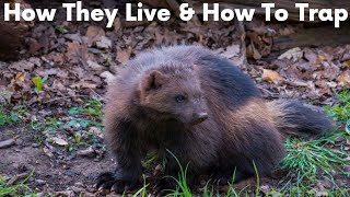 Wolverine Facts How They Live & How To Trap