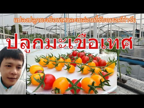 วีดีโอ: Greenhouse Grown Tomatoes - เรียนรู้วิธีการปลูกมะเขือเทศในเรือนกระจก