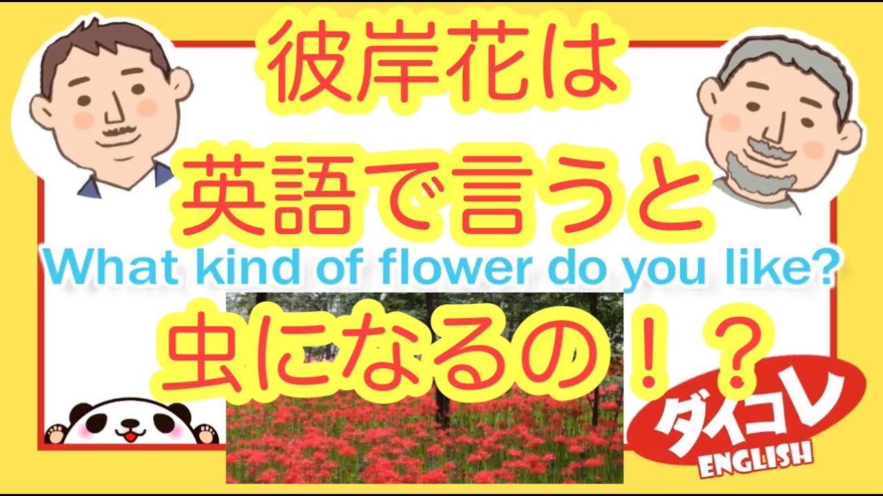 彼岸花 英語 彼岸花って英語で言うと虫になるの たんぽぽ 花束 花壇 お花について語るならこの動画でオッケー ダイコレenglish Vol 37 Youtube