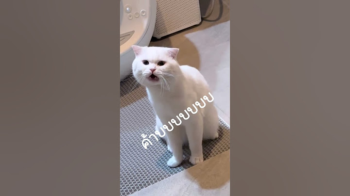 ตกใจหมดนุด🤣 #โอลาฟแมวพูดได้