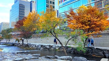 청계천~ 🍁 가을 단풍 절정!!! | Cheonggyecheon~🍁 Autumn leaves are at their peak!!!