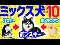 【賛否両論？】かわいくて人気のミックス犬10選　魅力・性格・注意点