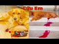 Thú Cưng TV | Cô cô và Sầu riêng | Chó Golden Gâu Đần thông minh vui nhộn | Pets cute smart dog