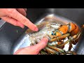 如何简单快速处理新鲜龙虾 新手必学！清蒸龙虾Steamed Lobster /How to clean a lobster