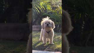 'A Collingwood Park Classic' (993m2) | 6 Foundation Street, Collingwood Park