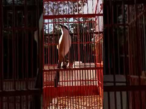 Burung Pentet Belajar Vocal | Gacor Nyaring Banget !!! 