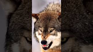 Squeaky Dog Toys Dark Secret?