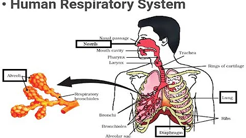 RESPIRATORY SYSTEM BY DR.AJIT OAK