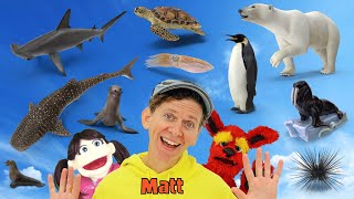 sea creatures part 2 what do you see song find it version dream english kids