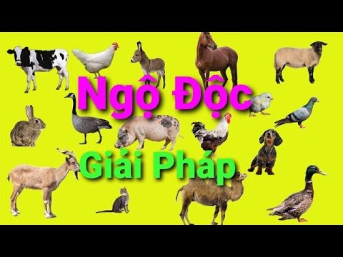 Video: Kẽm độc và ngộ độc ở chó