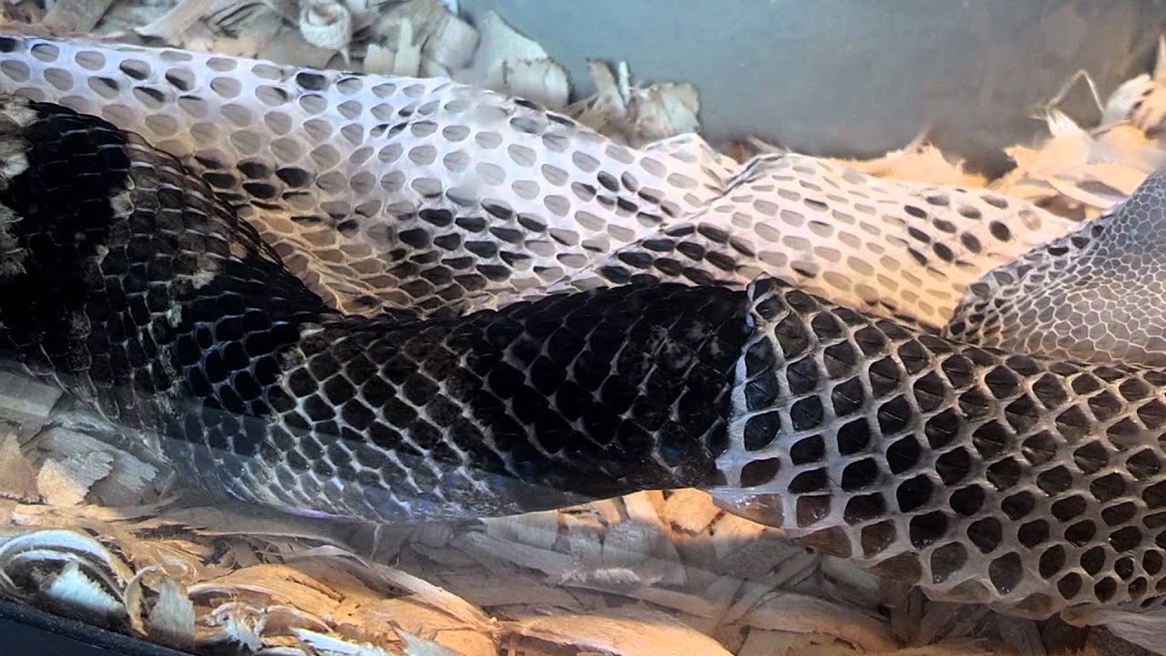 Timber rattlesnake shedding it's skin - YouTube