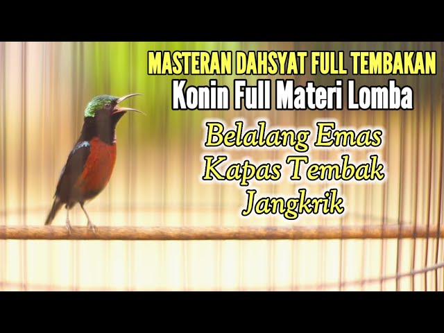 TEMBAKAN KOLIBRI NINJA FULL MATERI BELALANG EMAS KAPAS TEMBAK JANGKRIK COCOK BUAT MASTERAN class=