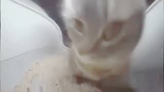 chipi chipi chapa chapa dubi dubi daba daba (EARRAPE)