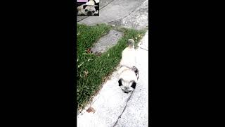 Pug dog, peeing routine | walk routine 2 of 4 by Carmela the PUG 168 views 5 years ago 37 seconds