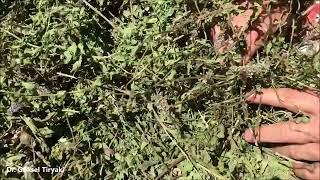 Kurutulmuş Nane - Barak Ovası - Gaziantep